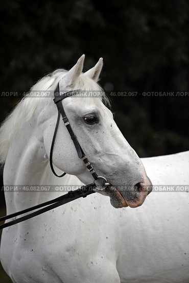 Portrait of nice white horse on dark stable background. Портрет красивой спортивной белой лошади на фоне темной конюшни. Стоковое фото, фотограф Михаил Кондрашов / Фотобанк Лори