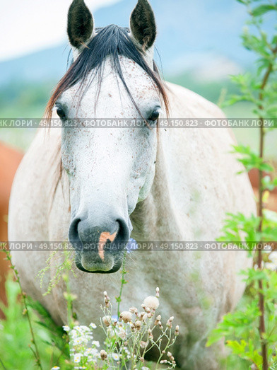 portrait of purebred speckle - gray arabian mare at the pasture. cloudy day. Стоковое фото, агентство Ingram Publishing / Фотобанк Лори