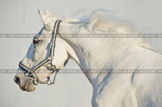 portrait of running Lipizzaner horse. Стоковое фото, агентство Ingram Publishing / Фотобанк Лори