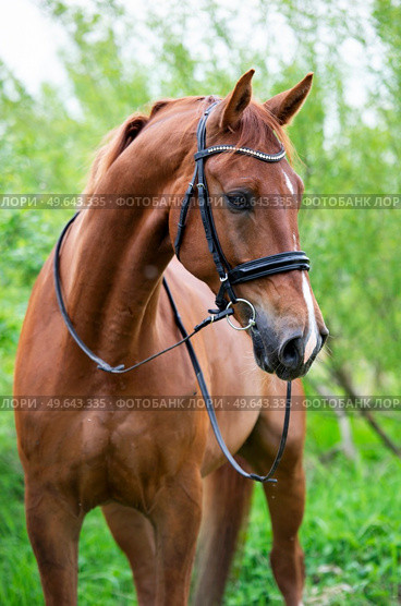 portrait of sportive chestnut horse around fresh green trees. Стоковое фото, агентство Ingram Publishing / Фотобанк Лори