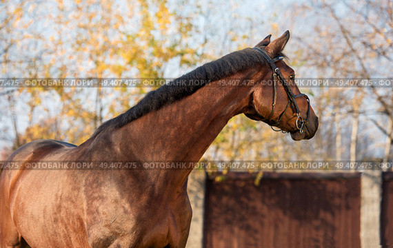 portrait of sportive warmblood horse at fall background. Стоковое фото, агентство Ingram Publishing / Фотобанк Лори