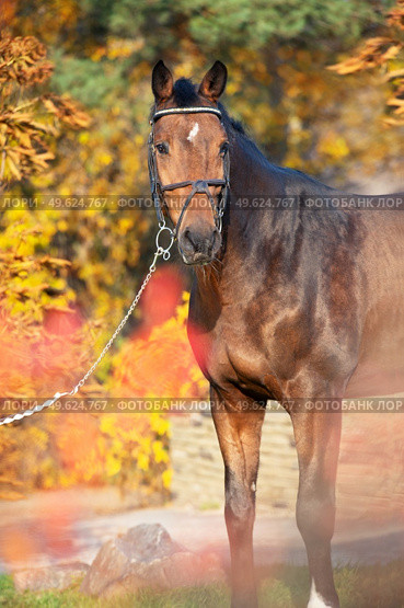 portrait of sportive warmblood horse posing in beautiful stable garden. fall season. Стоковое фото, агентство Ingram Publishing / Фотобанк Лори