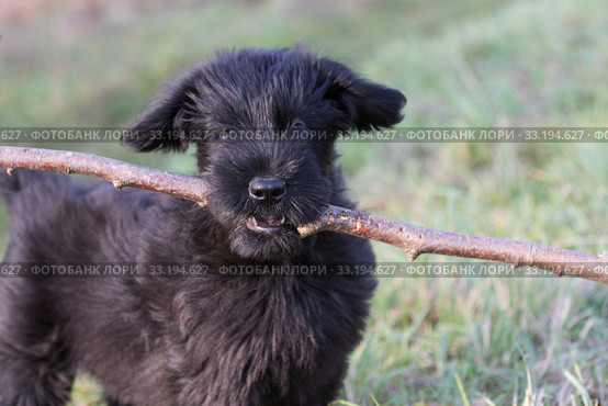Portrait of the puppy of the Giant Black Schnauzer Dog. Стоковое фото, фотограф Jaroslav Frank / PantherMedia / Фотобанк Лори
