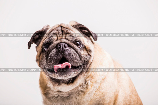 portrait pug dog with its tongue out looking camera. Стоковое фото, агентство Ingram Publishing / Фотобанк Лори