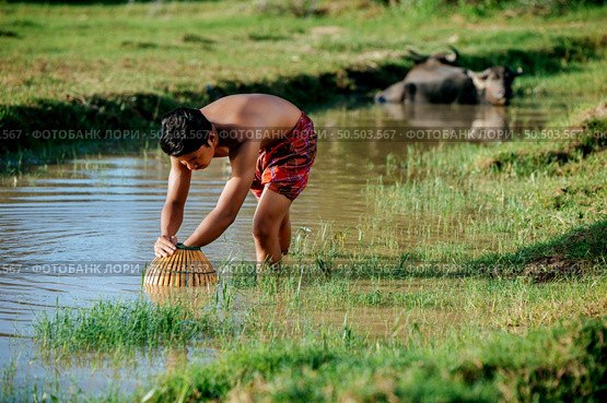 Portrait Young man topless use bamboo fishing trap to catch fish for cooking, Asian young farmer man in rural lifestyle, blurred buffalo is soaking in the swamp. in background. Стоковое фото, агентство Ingram Publishing / Фотобанк Лори