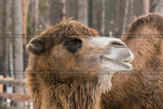 Портрет двугорбого верблюда (Camelus bactrianus) в профиль крупным планом. Стоковое фото, фотограф Анна Ефимова / Фотобанк Лори