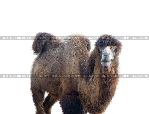 Портрет верблюда на белом фоне. Portrait of the beautiful camel on white background. Стоковое фото, фотограф Татьяна Д / Фотобанк Лори