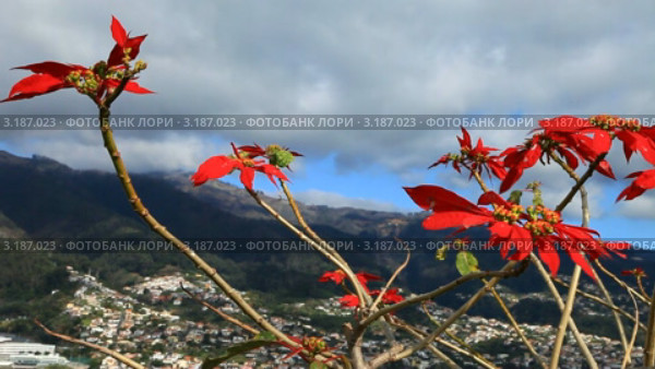 Португалия. Остров Мадейра. Фуншал (Funchal).  Ветер колышет алые прицветники пуансеттии на фоне гор и неба (2011 год). Стоковое видео, видеограф Виктория Катьянова / Фотобанк Лори