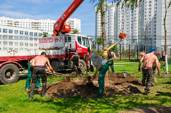 Посадка (пересадка) крупномера лиственницы в городе. Озеленение (2010 год). Редакционное фото, фотограф Ирина Кожемякина / Фотобанк Лори