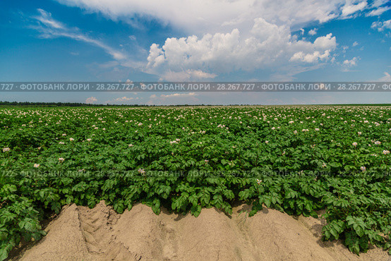 Potato field. Стоковое фото, фотограф Ольга Сейфутдинова / Фотобанк Лори