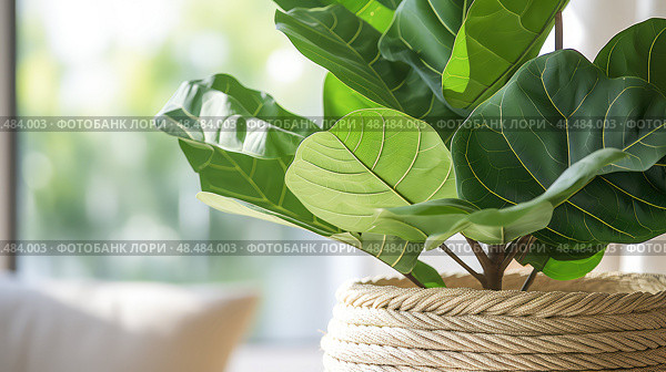 pothos trendy plants ai generated. Стоковое AI-изображение, AI-художник Vectorwin / Фотобанк Лори