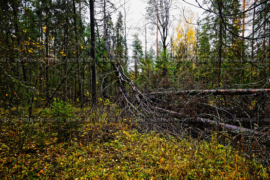 Поваленное дерево в осеннем лесу. Стоковое фото, фотограф Макаров Алексей / Фотобанк Лори