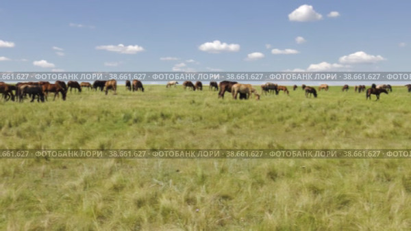 Поволжье, Оренбургская область. Табун лошадей на пастбище. Volga region, Orenburg oblast. A herd of horses in a pasture. Стоковое видео, видеограф Евгений Романов / Фотобанк Лори