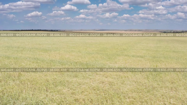 Поволжье, сезон сбора урожая. Поле спелой пшеницы. Вид с воздуха. Volga region, harvest season. A field of ripe wheat. Aerial view. Стоковое видео, видеограф Евгений Романов / Фотобанк Лори