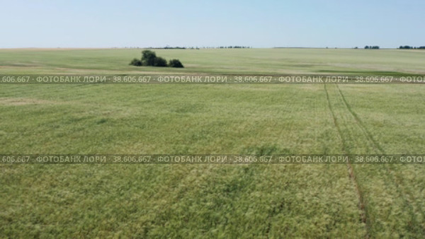 Поволжье, сезон сбора урожая. Поле спелой пшеницы. Вид с воздуха. Volga region, harvest season. A field of ripe wheat. Aerial view. Стоковое видео, видеограф Евгений Романов / Фотобанк Лори