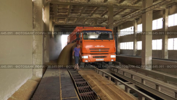 Поволжье, страда. Выгрузка зерна из грузовика на элеваторе. Volga region, harvest season. Unloading grain from a truck on an elevator. (2022 год). Редакционное видео, видеограф Евгений Романов / Фотобанк Лори