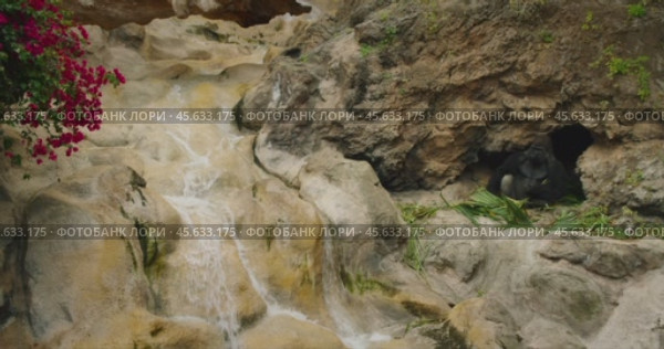 Powerful gorilla sitting in a rocky enclosure with cascading waterfall and colorful flowers. Стоковое видео, видеограф Ольга Сухарева / Фотобанк Лори