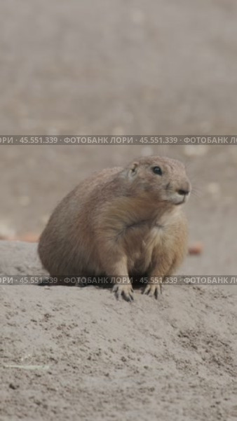 Prairie dog on ground. Стоковое видео, видеограф Михаил Коханчиков / Фотобанк Лори