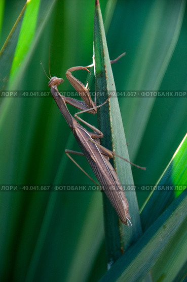Praying mantis hiding amongst foliage. Стоковое фото, агентство Ingram Publishing / Фотобанк Лори