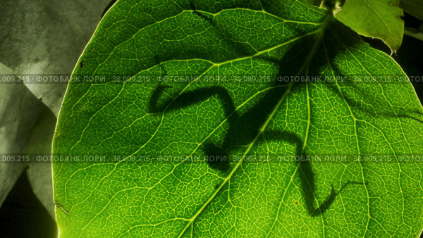 Praying mantis is silhouetted behind a green lilac leaf. Close-up of mantis insect. Backlighting (Contre-jour) Стоковое фото, фотограф Некрасов Андрей / Фотобанк Лори