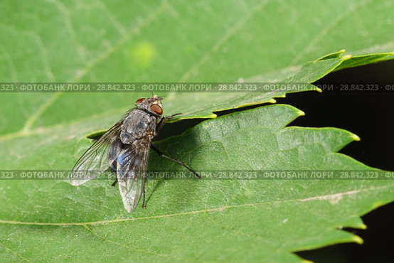 Представитель семейства настоящих мух (лат. Muscidae) на зеленом листе. Стоковое фото, фотограф Наталья Гармашева / Фотобанк Лори