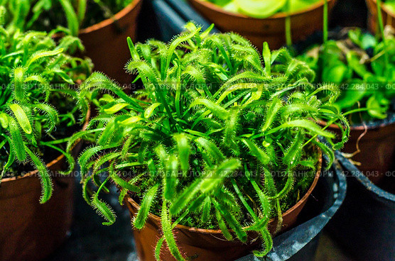 prey plant sundew in a pot. Стоковое фото, фотограф Артем Курутин / Фотобанк Лори