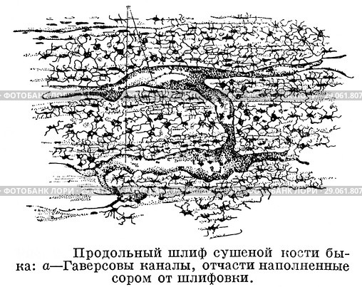 Продольный шлиф сушеной кости быка. Стоковая иллюстрация, иллюстратор Макаров Алексей / Фотобанк Лори