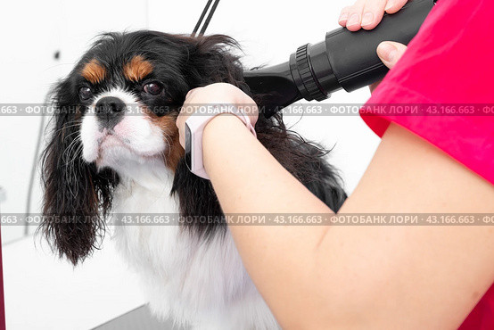 Professional Dog Grooming. Taking Care of Your Pets Coat and Skin. Стоковое фото, фотограф Светлана Акифьева / Фотобанк Лори