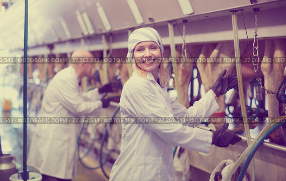 Professional milkers operating machine milking. Стоковое фото, фотограф Яков Филимонов / Фотобанк Лори