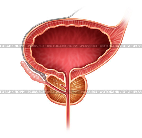 Prostate organ gland on a white background as a medical illustration concept for part of the male reproductive anatomy including the bladder and seminal vesicle. Стоковое фото, агентство Ingram Publishing / Фотобанк Лори