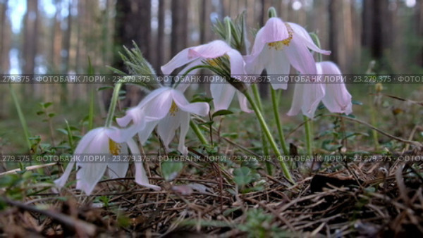 Прострелы, сон-трава в весеннем сосновом лесу / Purple Pasque-flowers in the pine forest at Spring. Стоковое видео, видеограф Сергей Пристяжнюк (Serg Zastavkin) / Фотобанк Лори