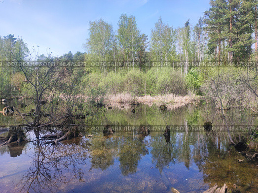 Пруд с утками весной. Новосибирск, Академгородок, Россия. Duck pond in spring. Novosibirsk, Akademgorodok, Russia. 春天的鸭塘。 新西伯利亚，Akademgorodok，俄罗斯。 Стоковое фото, фотограф Денис Баданин / Фотобанк Лори