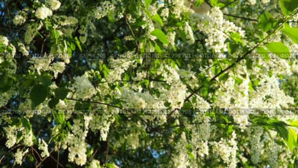 Prunus padus, bird cherry, hackberry, hagberry, or Mayday tree is a flowering plant. It is a species of cherry, a deciduous small tree or large shrub. Spring in Warsaw, branches sway in the wind. Стоковое видео, видеограф Юлия Петровская / Фотобанк Лори