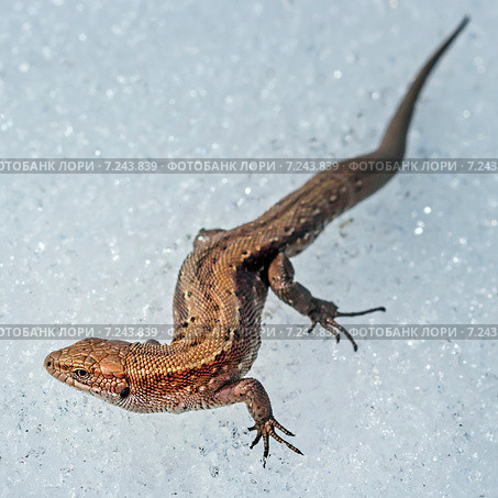 Прыткая ящерица (Lacerta agilis). Общий вид на снегу. Стоковое фото, фотограф Евгений Мухортов / Фотобанк Лори