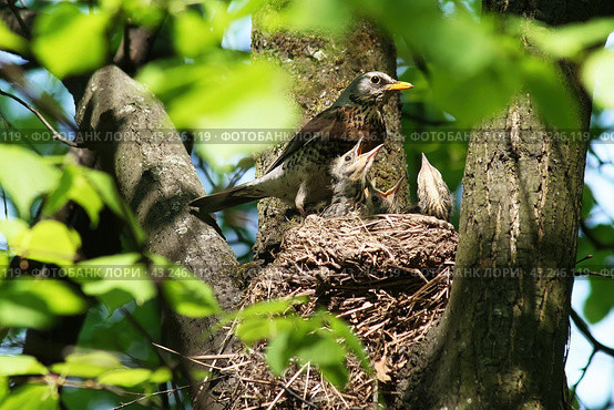 Птенцы дрозда-рябинника (лат. Turdus pilaris) в ожидании кормления. Вид снизу.  Nest of the Thrush-throat (Lat. Turdus pilaris) with hungry chicks awaiting feeding. View from below. Стоковое фото, фотограф Лариса Гордеева / Фотобанк Лори