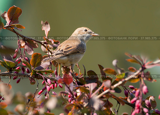 Птица Серая славка (Sylvia communis).(англ. gray wren-warbler) Стоковое фото, фотограф Галина Савина / Фотобанк Лори