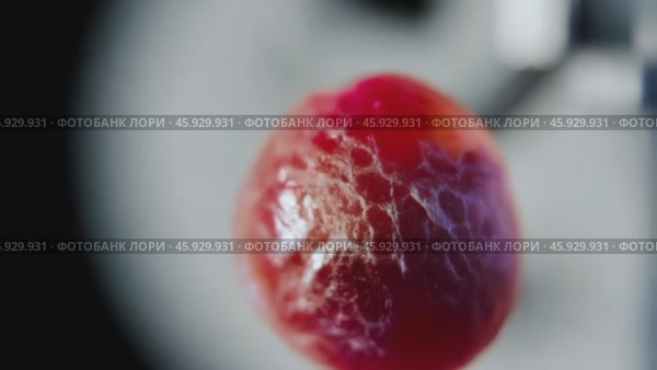 Pulsating red blood cell rotating slowly under microscope. Стоковое видео, видеограф Данил Руденко / Фотобанк Лори