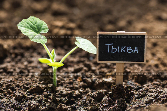 Pumpkin seedlings are planted in the ground. The concept of spring planting of vegetables and farming. A sign with an inscription in Russian: "pumpkin". Стоковое фото, фотограф Photojuli / Фотобанк Лори