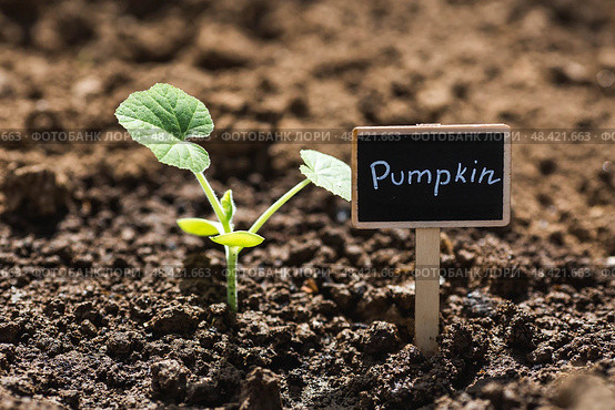 Pumpkin seedlings are planted in the ground. The concept of spring planting of vegetables and farming. A sign with the inscription pumpkin. Стоковое фото, фотограф Photojuli / Фотобанк Лори