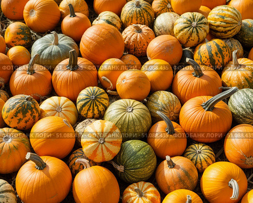 Pumpkins background. autumn orange background harvest holiday. Стоковое AI-изображение, AI-художник Ирина Самойлова / Фотобанк Лори