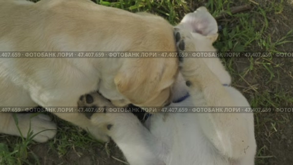 Puppies Labrador Retriever playing in grass. Стоковое видео, видеограф Михаил Коханчиков / Фотобанк Лори