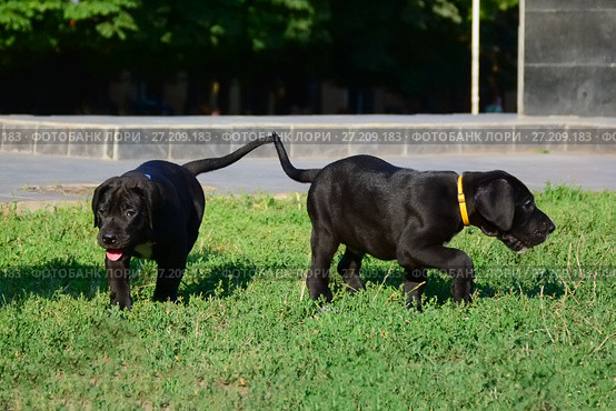 Puppies of the Great Dane walk in the park. Стоковое фото, фотограф Галина Голубь / Фотобанк Лори