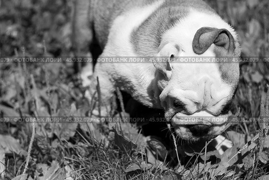 Puppy breed English bulldog wrapped ears. Стоковое фото, фотограф Екатерина Горохова / Фотобанк Лори