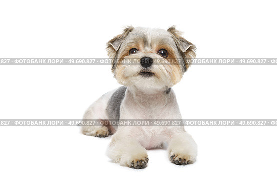 Puppy Maltese lapdog isolated on white background. Стоковое фото, фотограф Корнеев Вячеслав / Фотобанк Лори