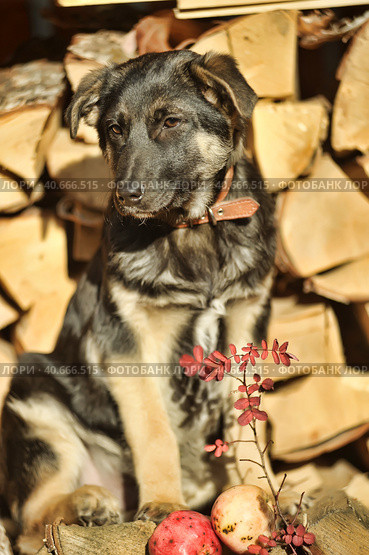 Puppy mestizo shepherd dog on wooden background. Стоковое фото, фотограф Анна Кривицкая / Фотобанк Лори