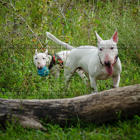 puppy playing ball in the park. Стоковое фото, фотограф Ольга Морозова / Фотобанк Лори