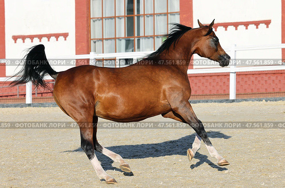 Purebred Arabian Horse, bay stallion galloping in farm background. Кровная Арабская лошадь, гнедой жеребец скачет галопом на фоне конюшни. Стоковое фото, фотограф Михаил Кондрашов / Фотобанк Лори