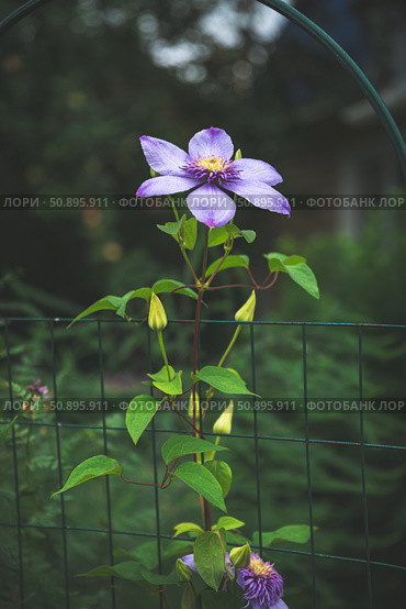 Purple clematis flowers and buds flourishing on a green wire trellis in a garden, creating a stunning natural display filled with vibrant colors and delicate beauty. Стоковое фото, фотограф Ольга Ильина / Фотобанк Лори
