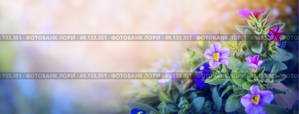 Purple petunia flowers bed on beautiful blurred nature background, banner for website with garden concept, toned. Стоковое фото, агентство Ingram Publishing / Фотобанк Лори