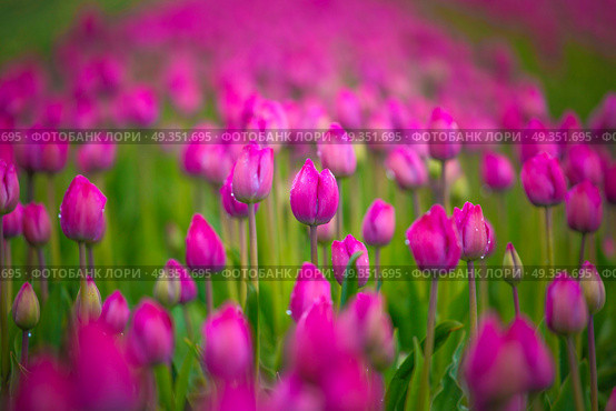 purple tulip fields are growing every year in the Netherlands. purple tulip fields are growing every year. Стоковое фото, агентство Ingram Publishing / Фотобанк Лори